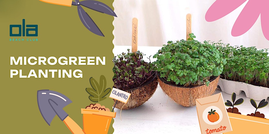 Ola Beach Club - Microgreen Planting Workshop
